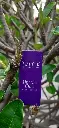 20250328_075305.webp